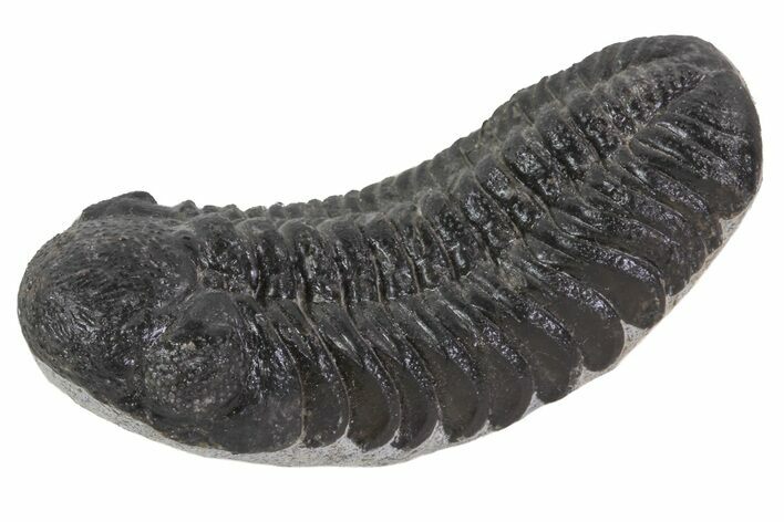 Austerops Trilobite Fossil - Rock Removed #66985